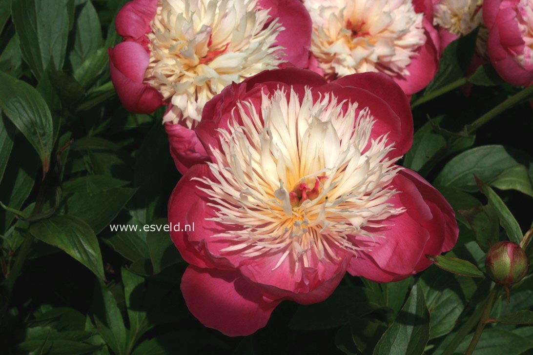 Paeonia 'Bowl of Beauty'