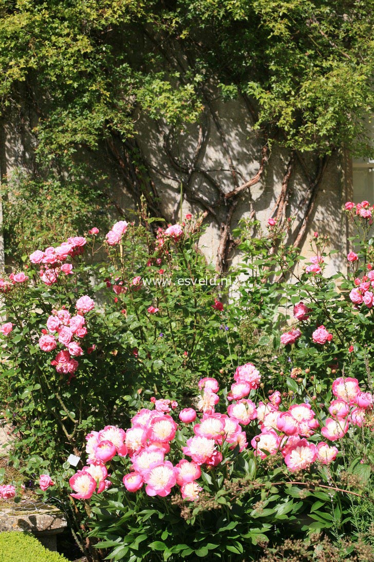 Paeonia 'Bowl of Beauty'