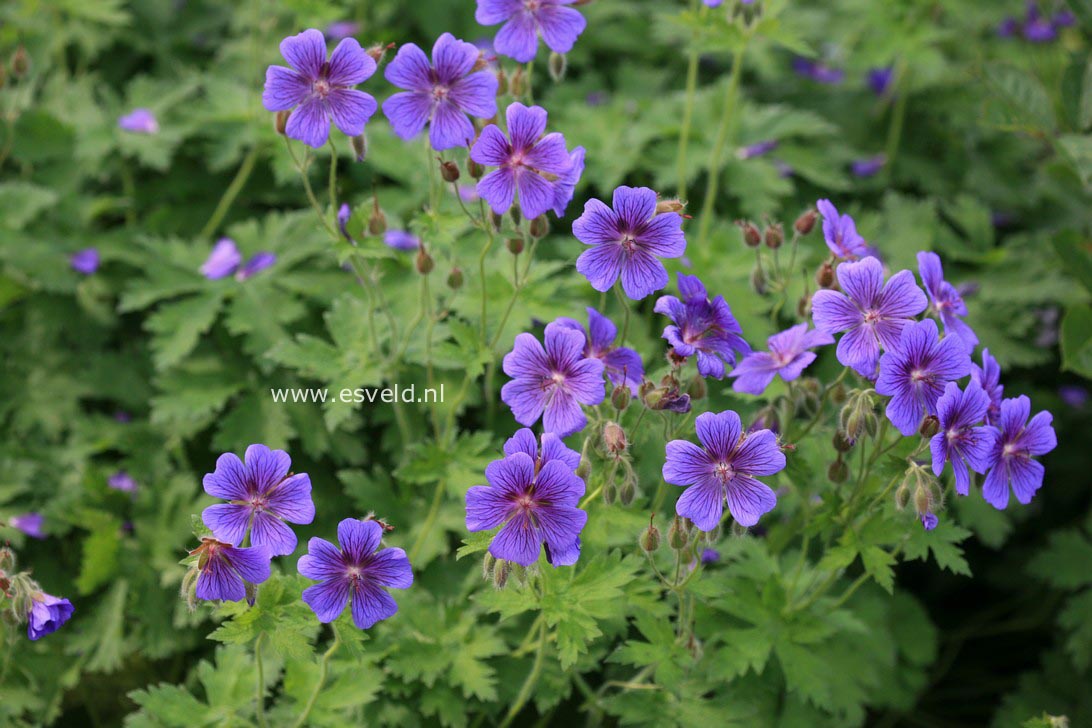 Geranium magnificum