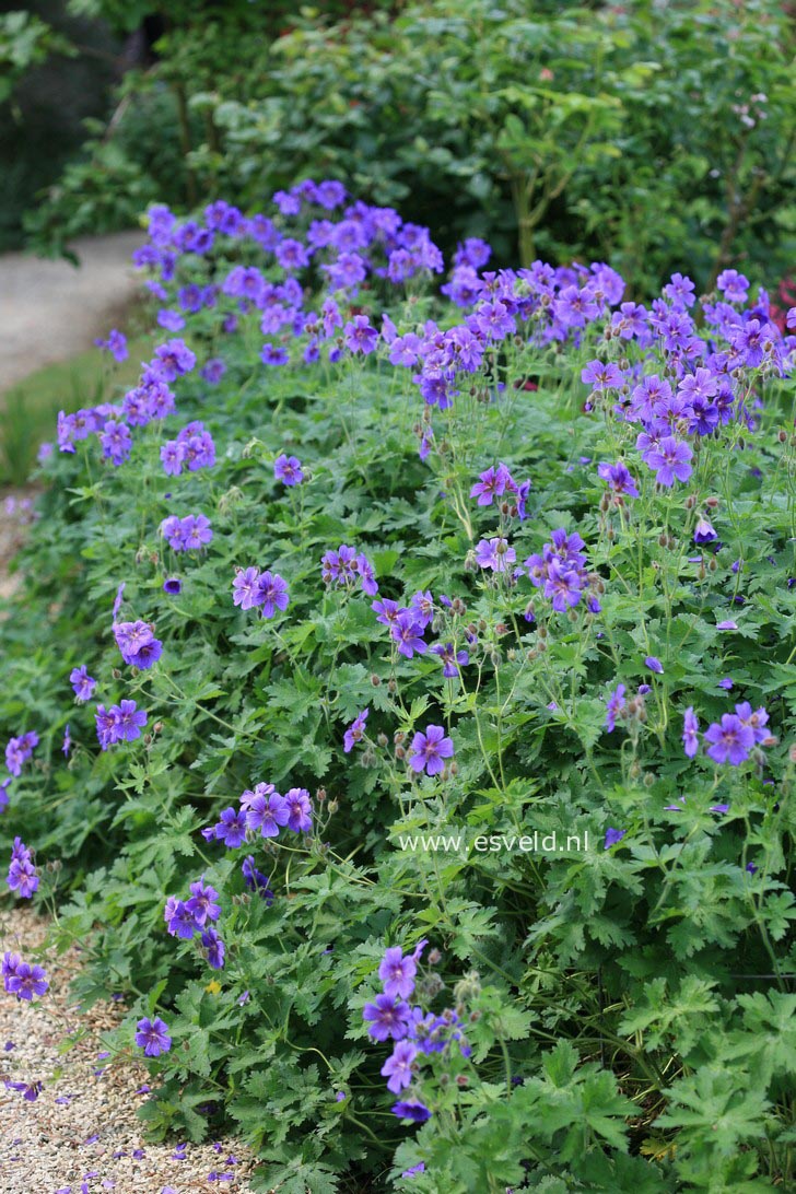 Geranium magnificum