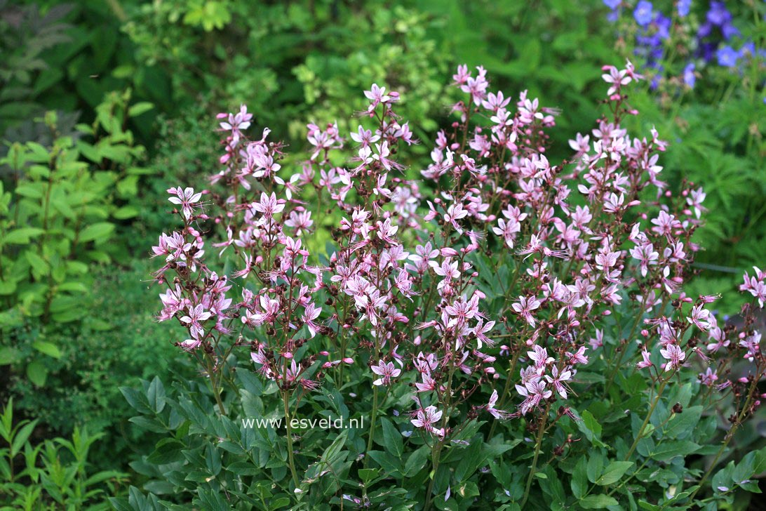 Dictamnus albus 'Purpureus'