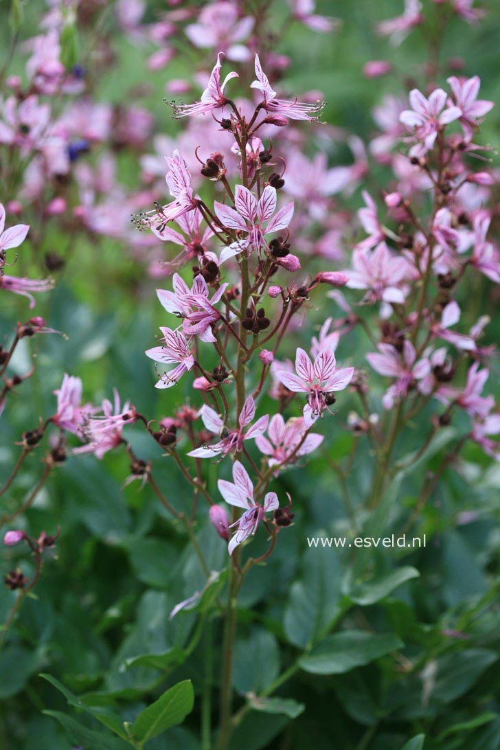 Dictamnus albus 'Purpureus'