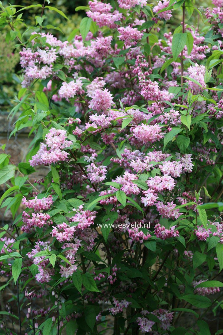 Deutzia hybrida 'Strawberry Fields'