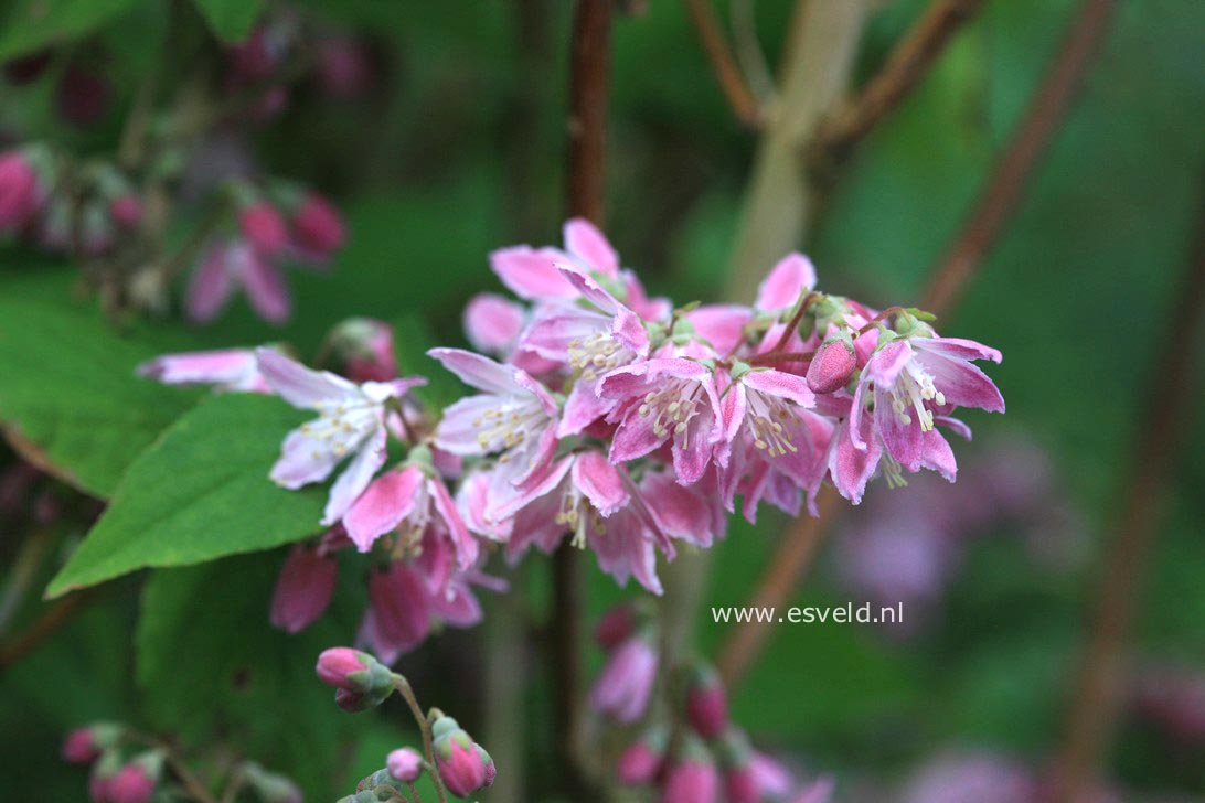 Deutzia hybrida 'Strawberry Fields'