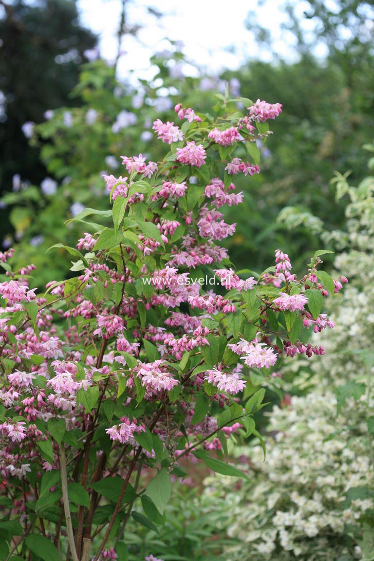 Deutzia hybrida 'Strawberry Fields'