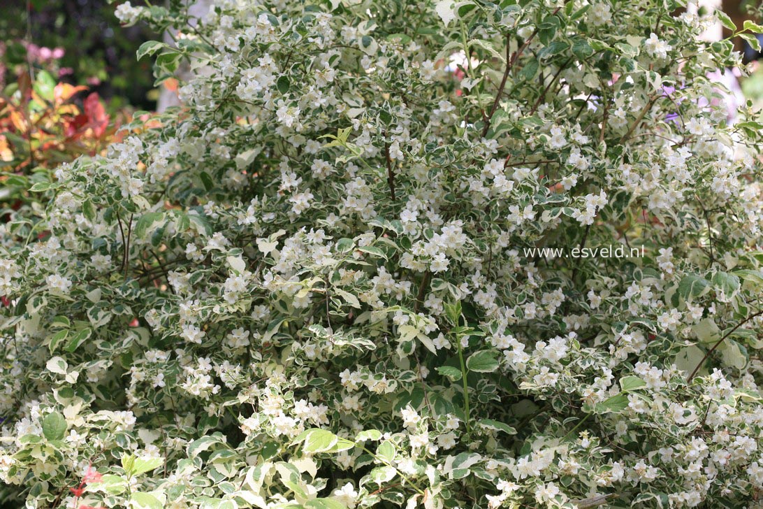 Philadelphus coronarius 'Variegatus'