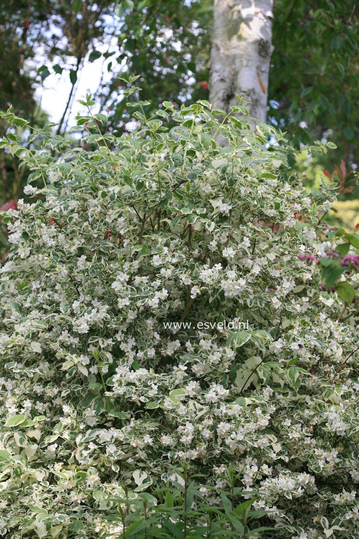 Philadelphus coronarius 'Variegatus'