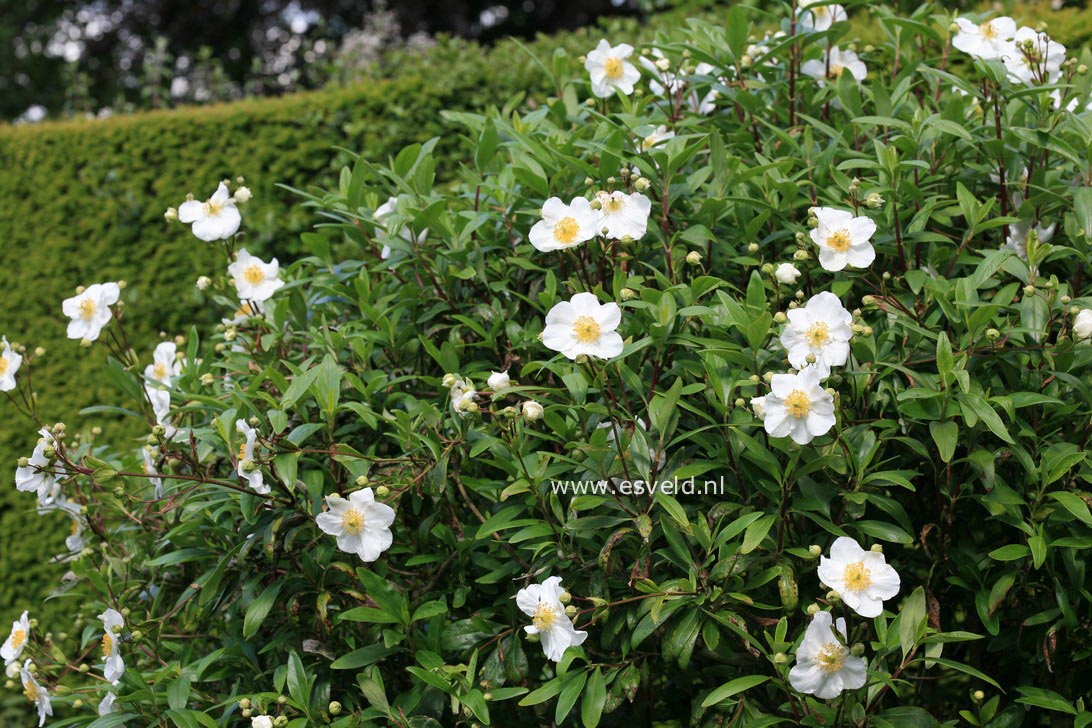 Carpenteria californica