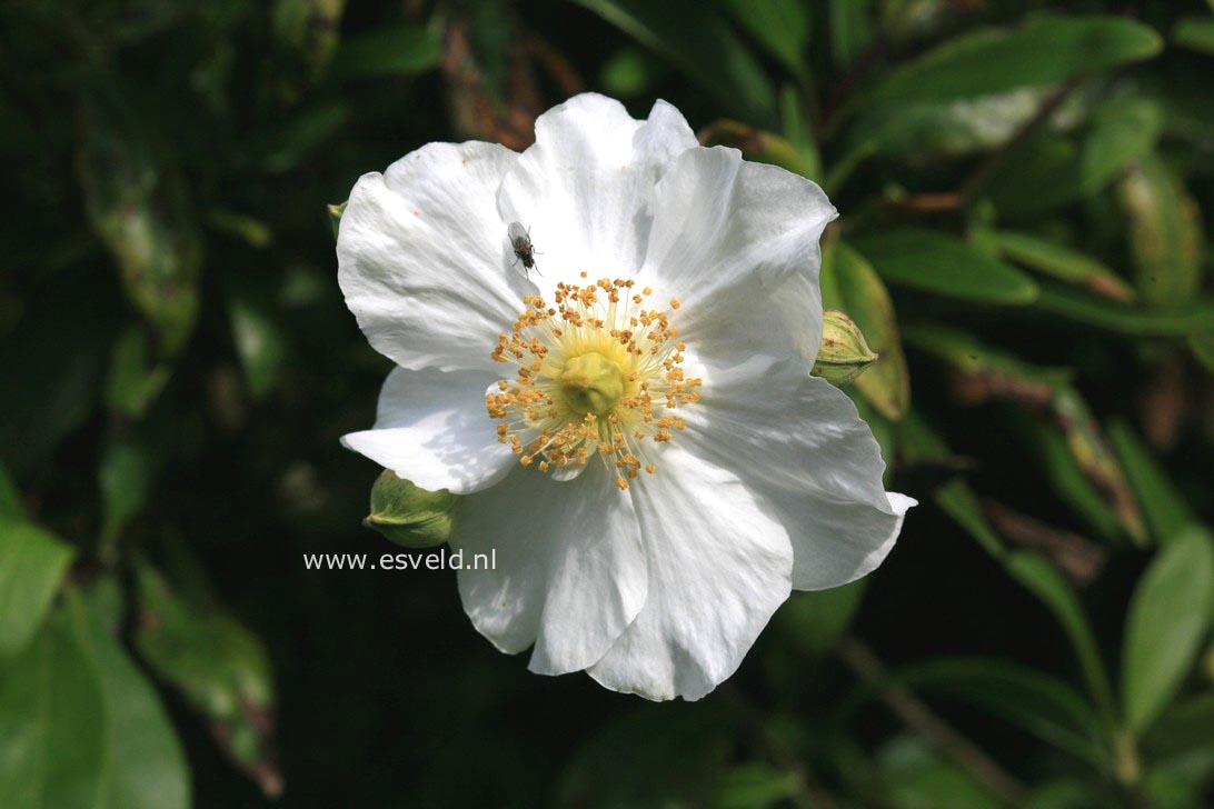 Carpenteria californica