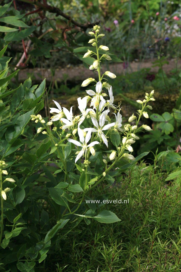 Dictamnus albus 'Albiflorus'