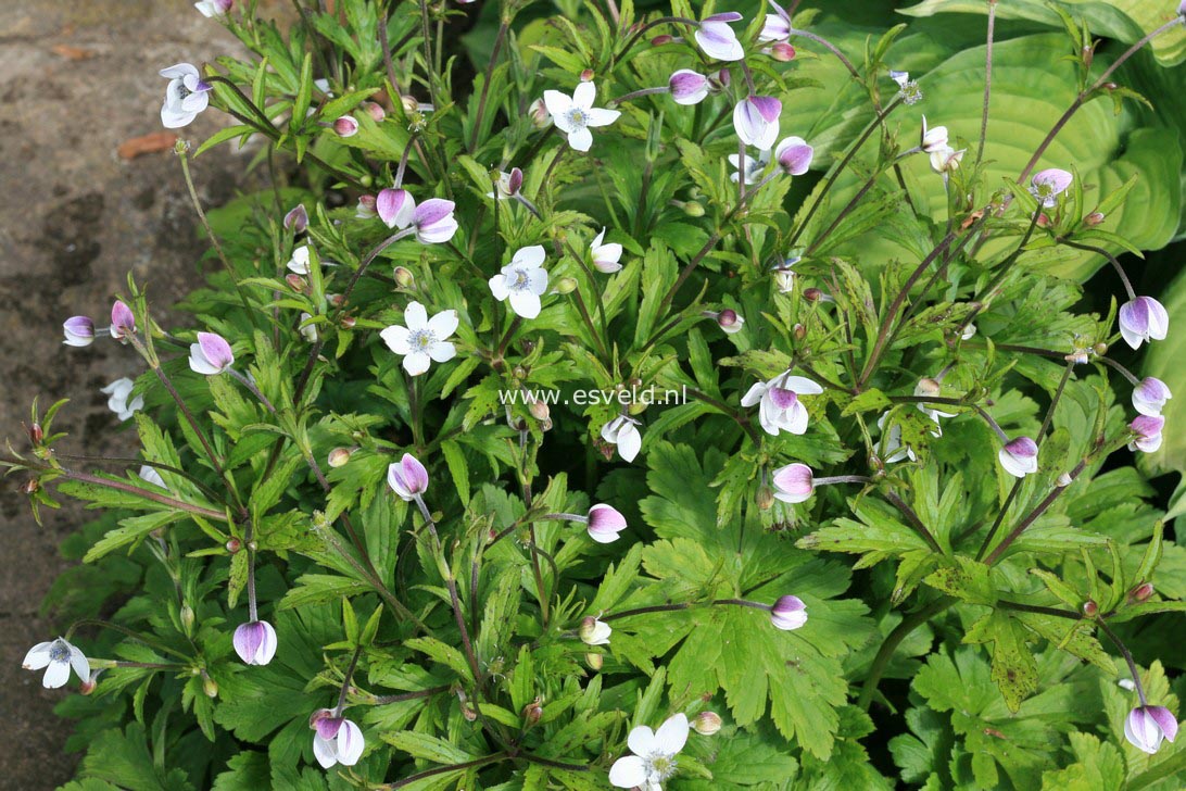 Anemone rivularis