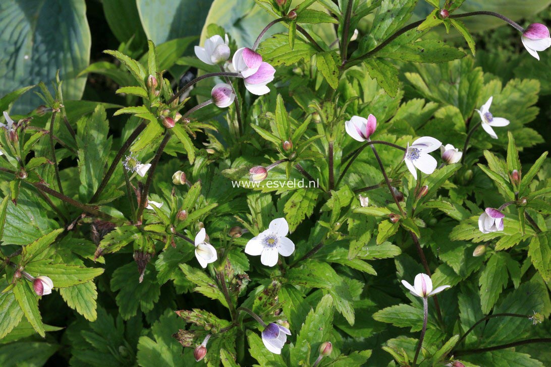 Anemone rivularis