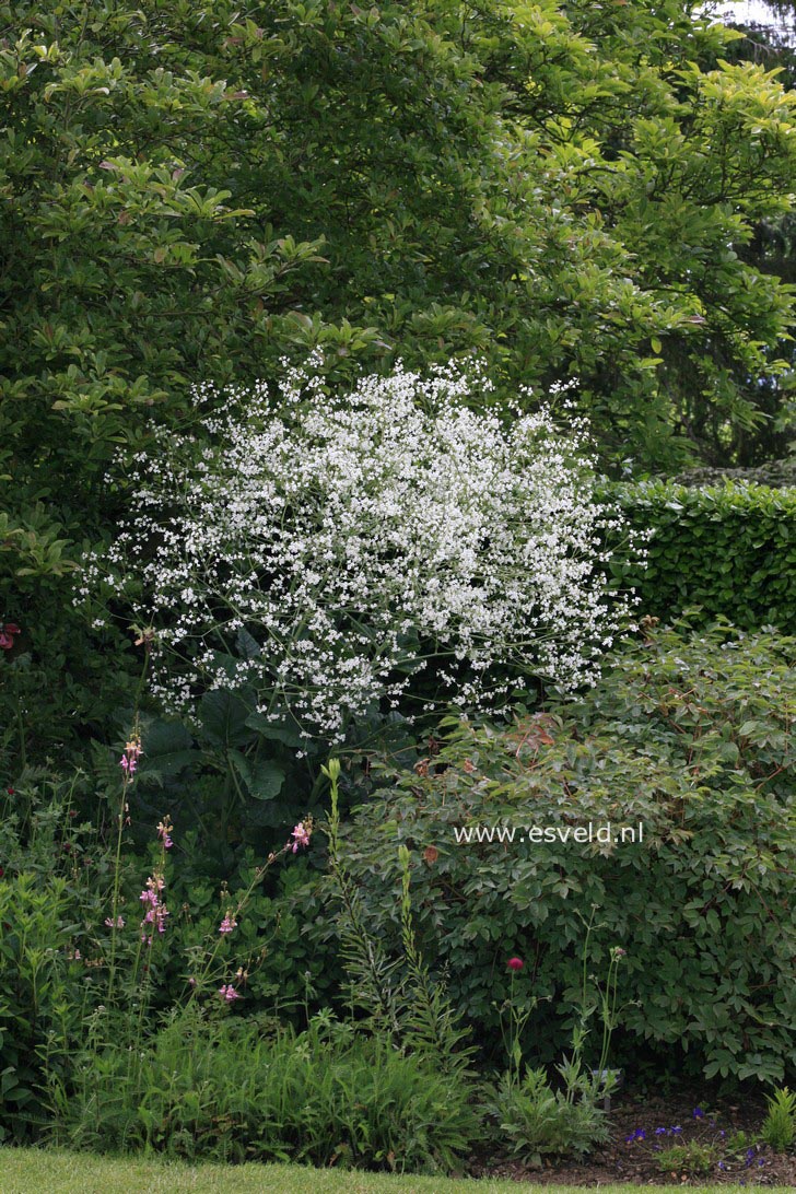 Crambe cordifolia