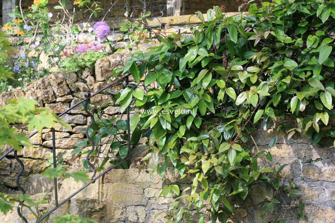 Clematis armandii