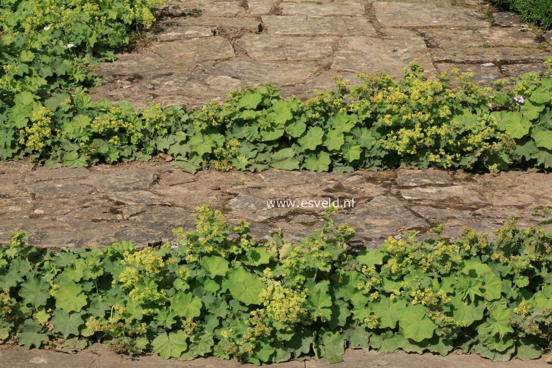 Alchemilla mollis