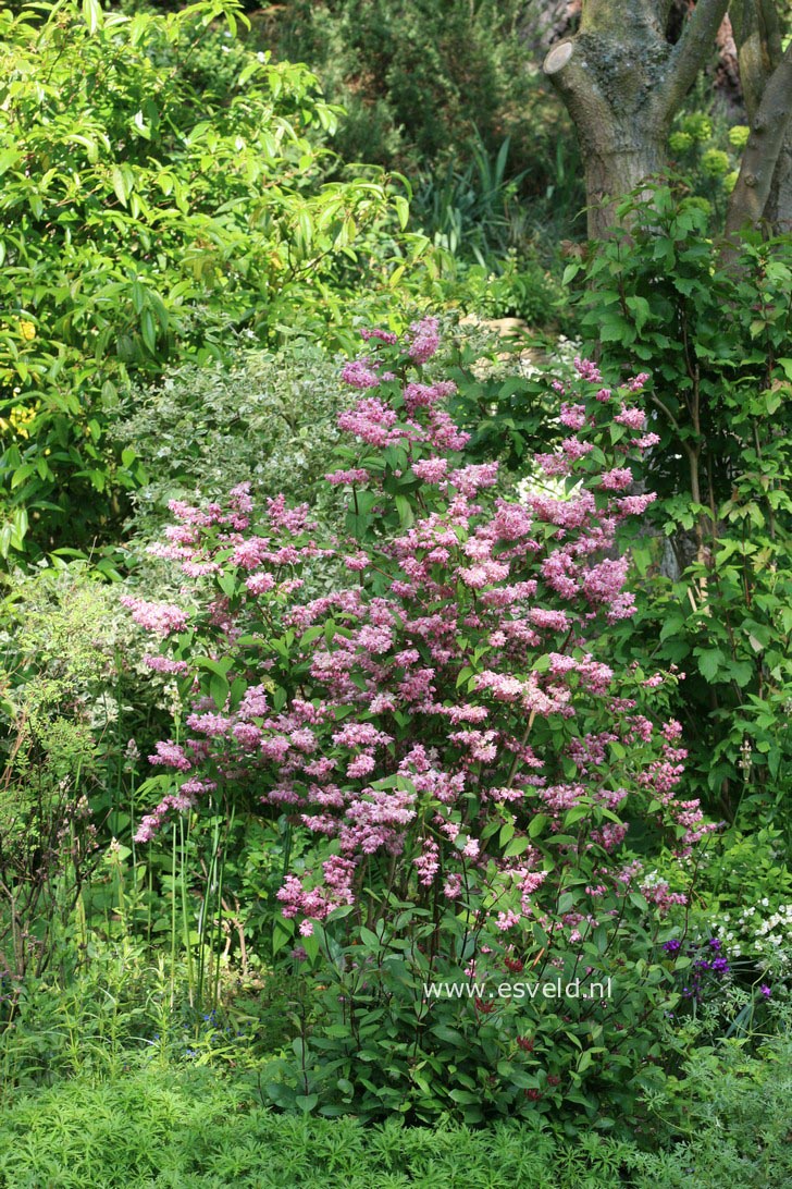 Deutzia hybrida 'Strawberry Fields'