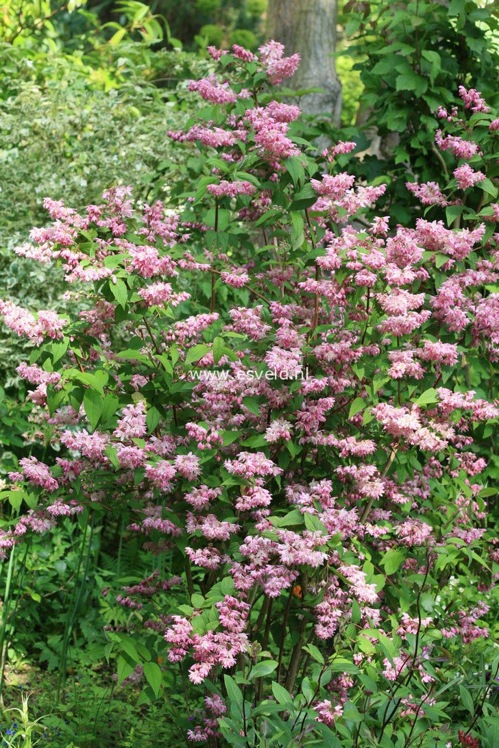 Deutzia hybrida 'Strawberry Fields'