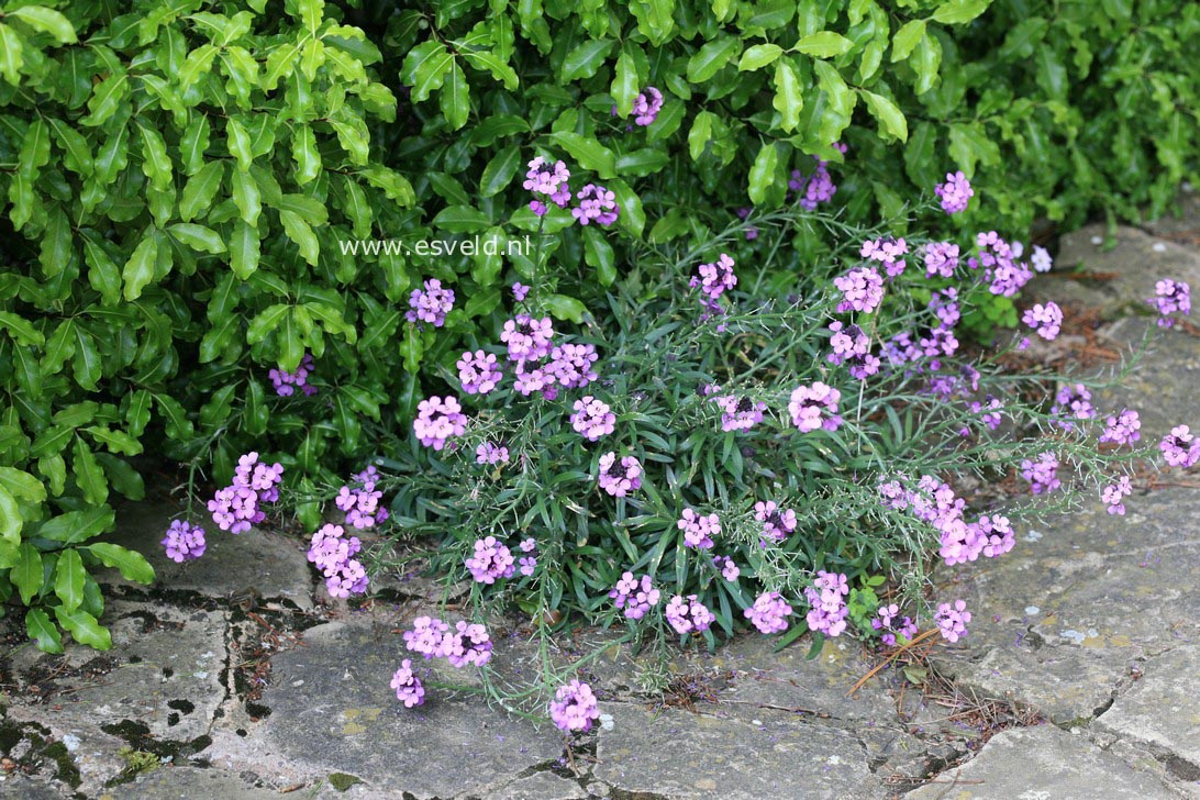 Erysimum 'Bowles Mauve'