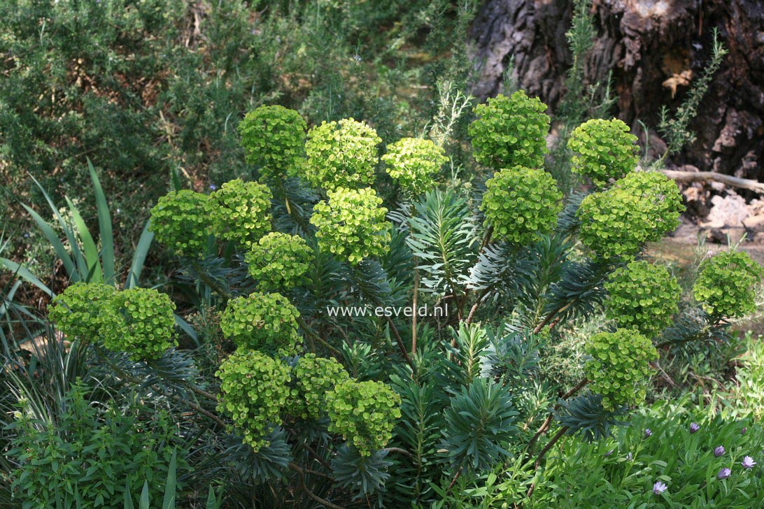 Euphorbia characias