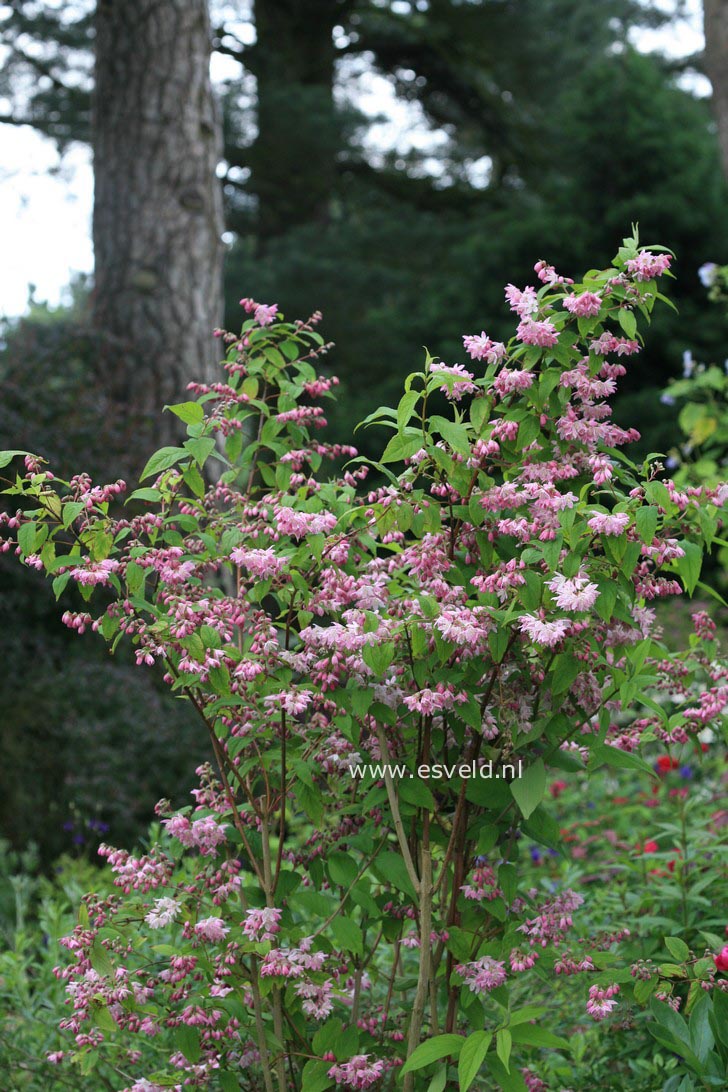 Deutzia hybrida 'Strawberry Fields'