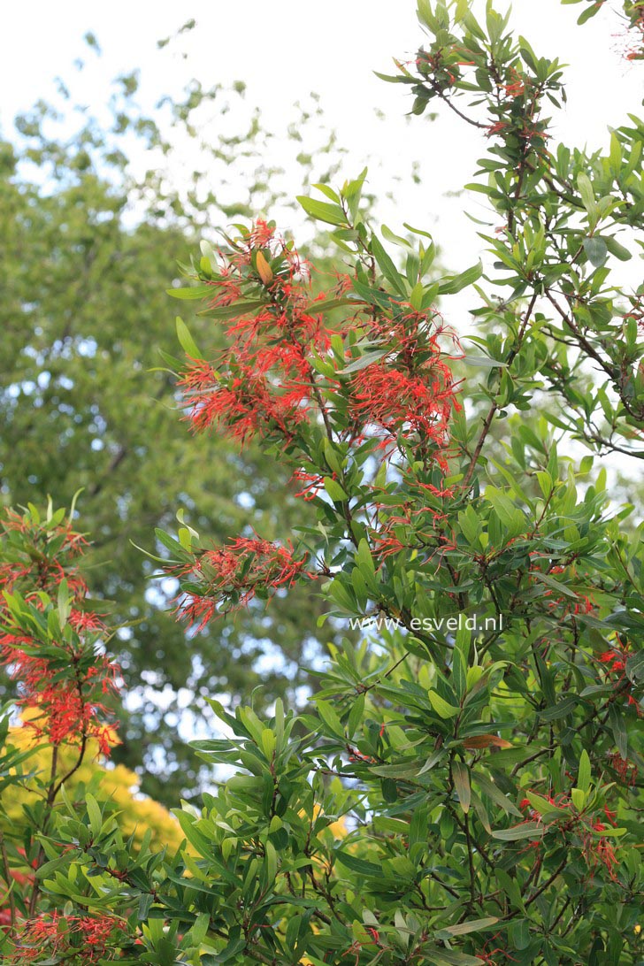 Embothrium coccineum