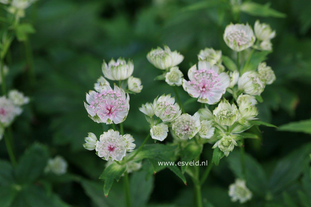 Astrantia major