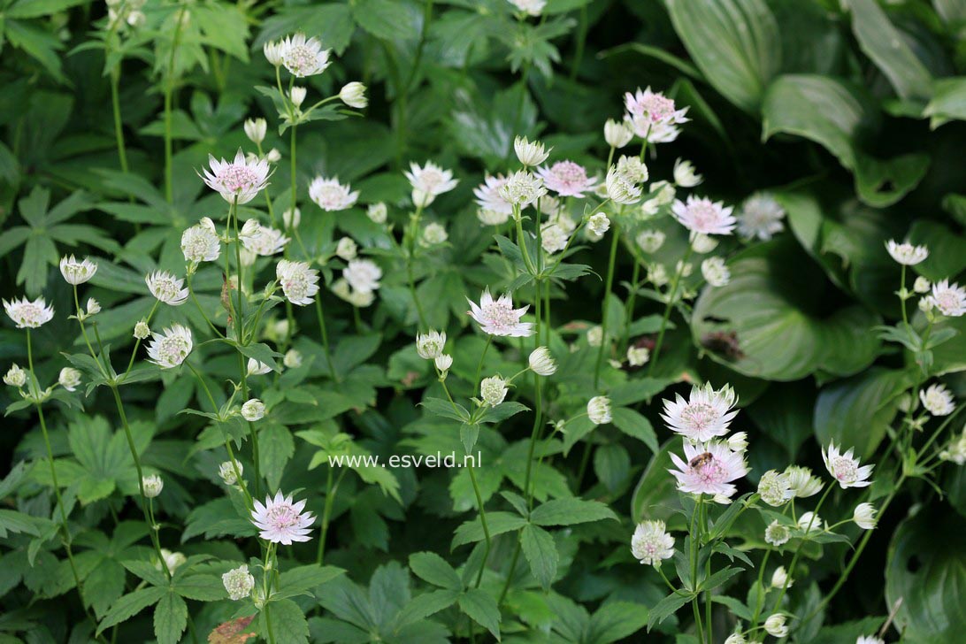 Astrantia major