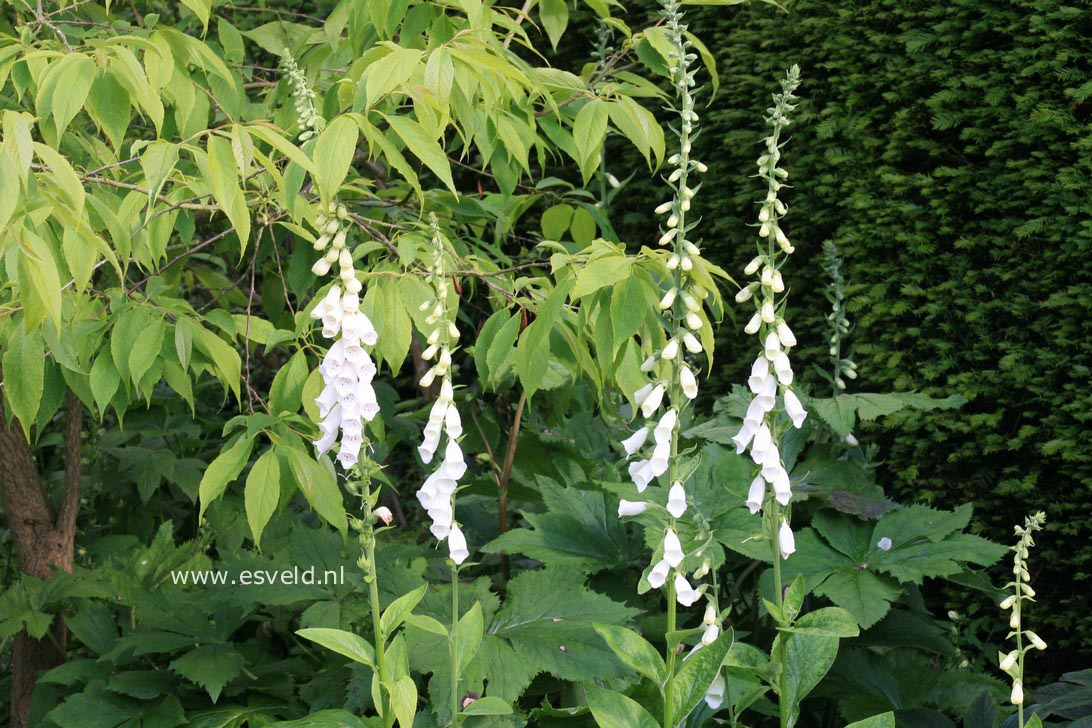 Digitalis purpurea 'Alba'