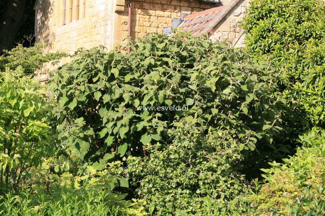 Hydrangea aspera sargentiana