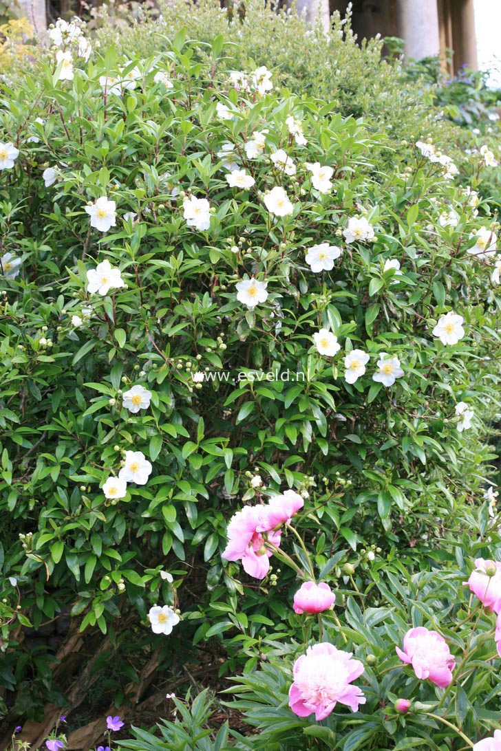 Carpenteria californica