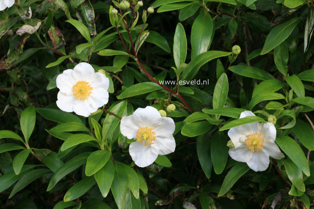 Carpenteria californica