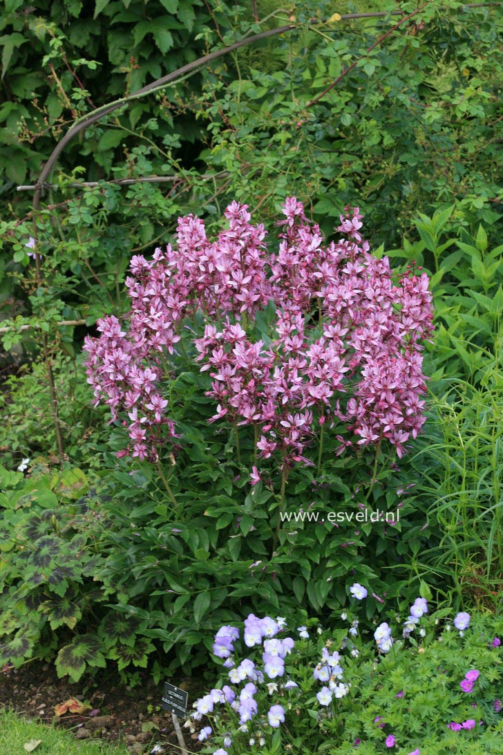 Dictamnus albus 'Purpureus'