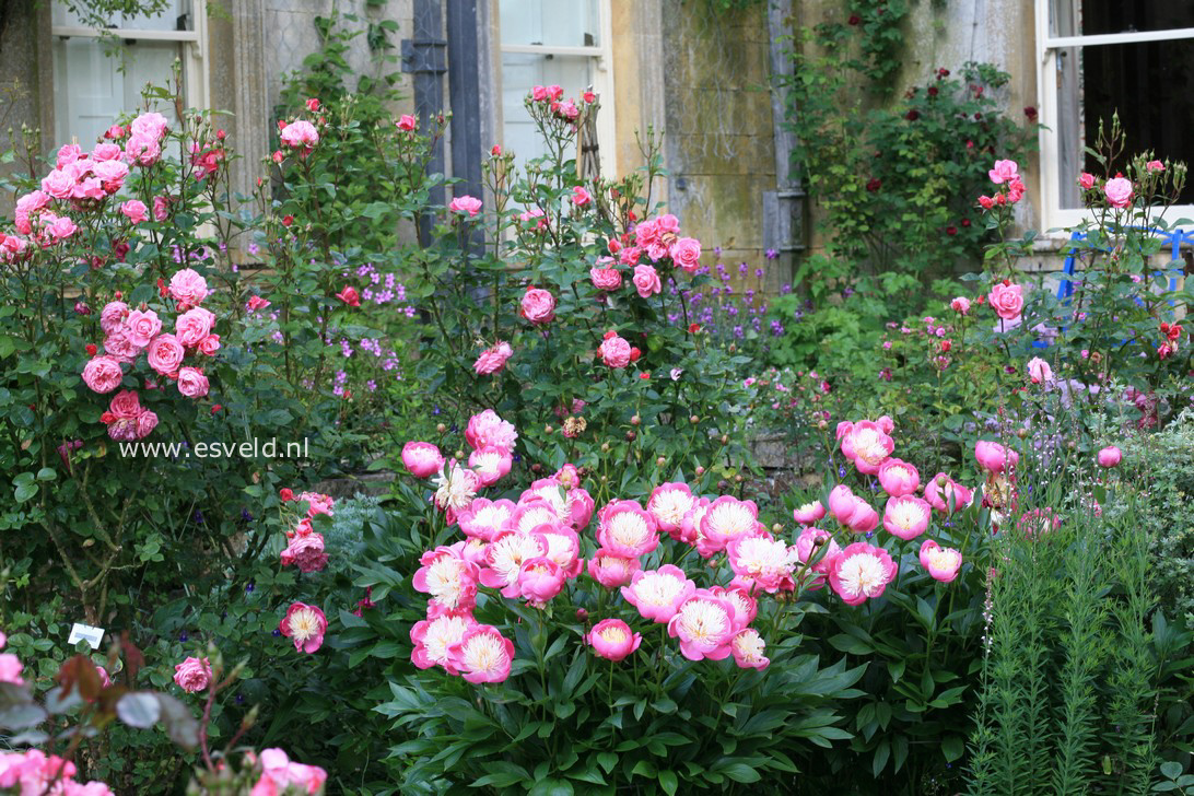 Paeonia 'Bowl of Beauty'