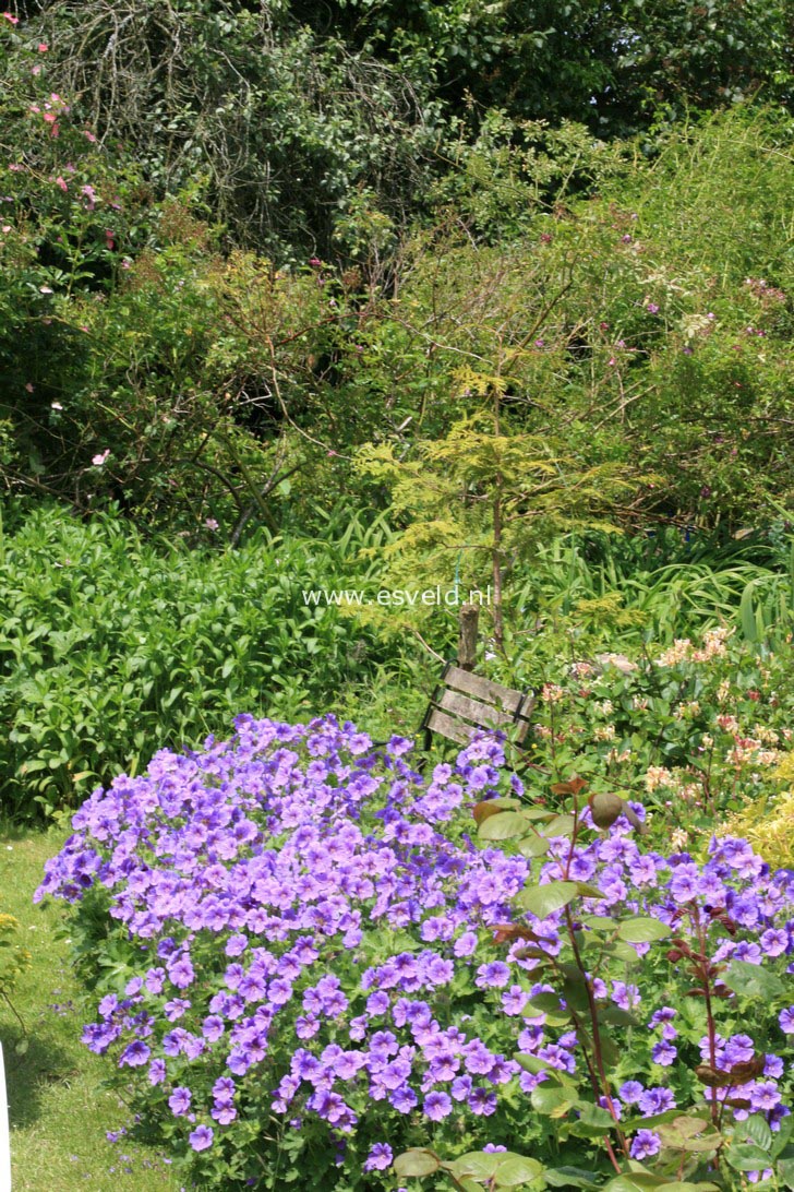 Geranium magnificum