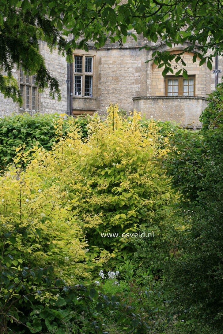 Philadelphus coronarius 'Aureus'