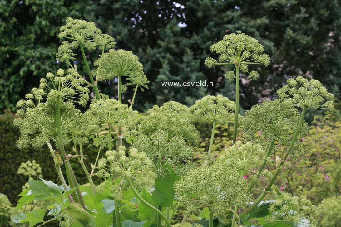 Angelica archangelica