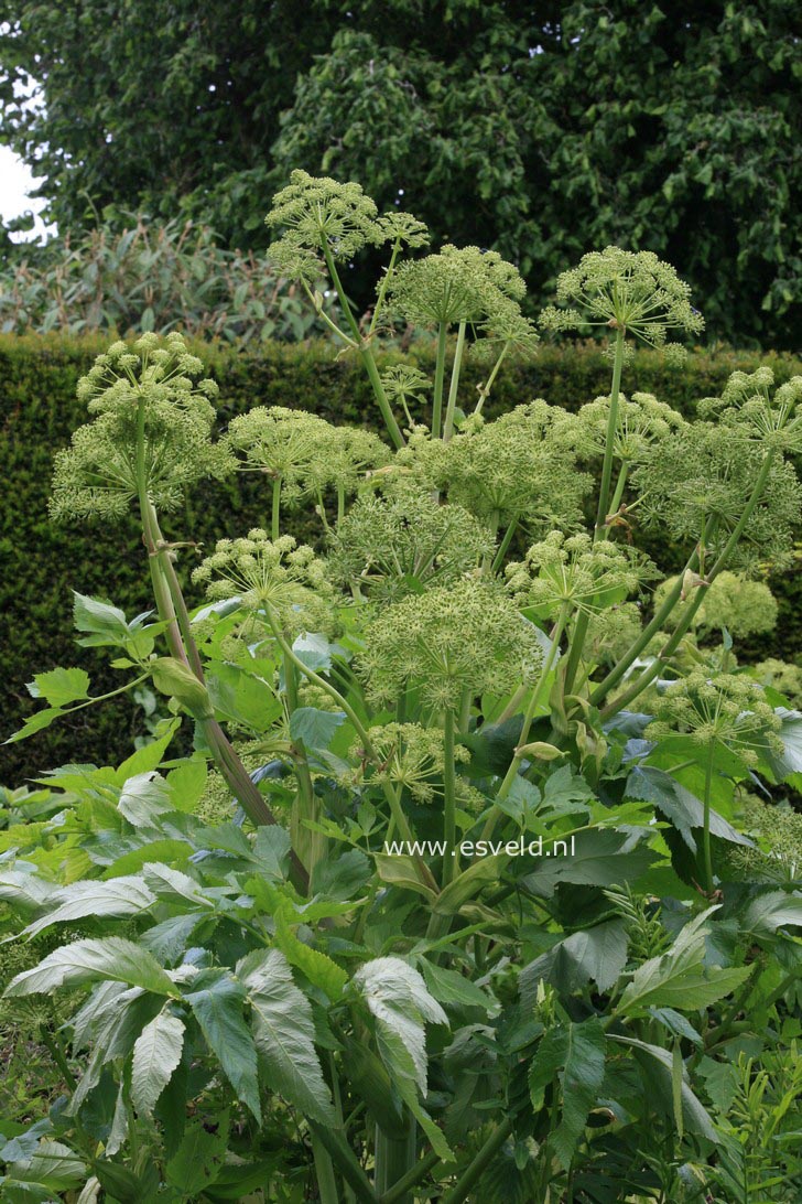 Angelica archangelica