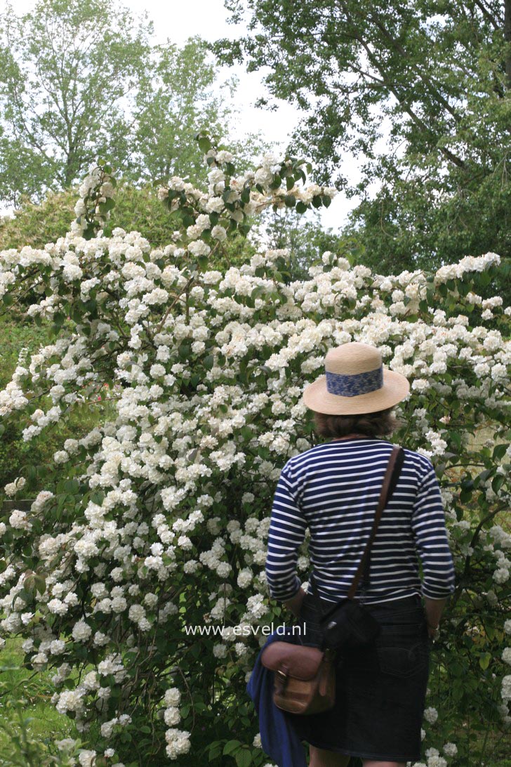 Viburnum plicatum 'Grandiflorum'