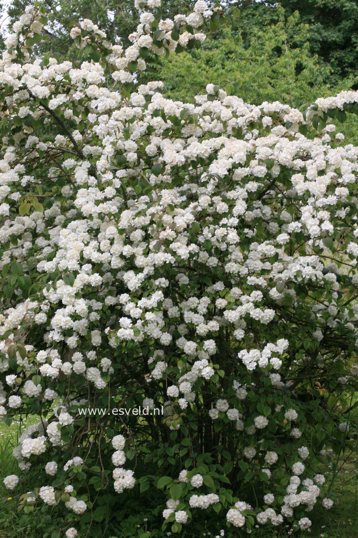 Viburnum plicatum 'Grandiflorum'