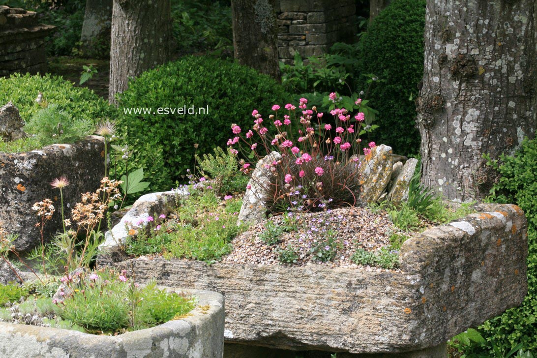 Armeria maritima 'Rubrifolia'