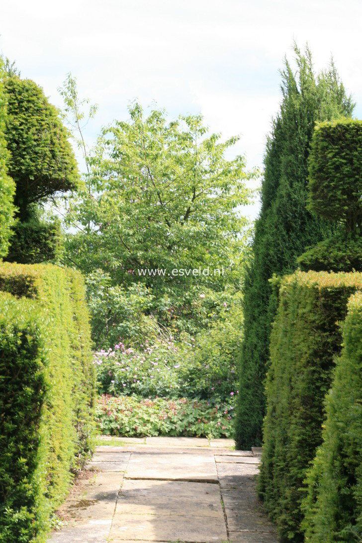 Taxus baccata