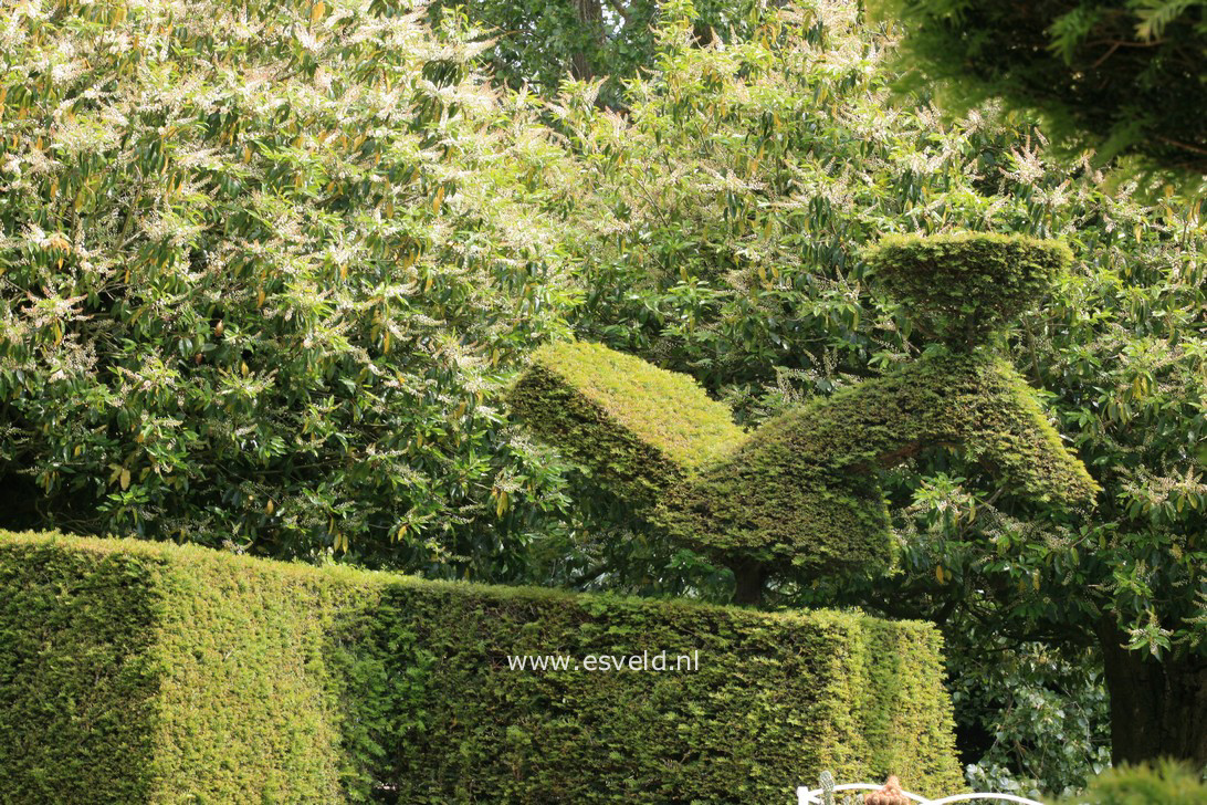 Taxus baccata