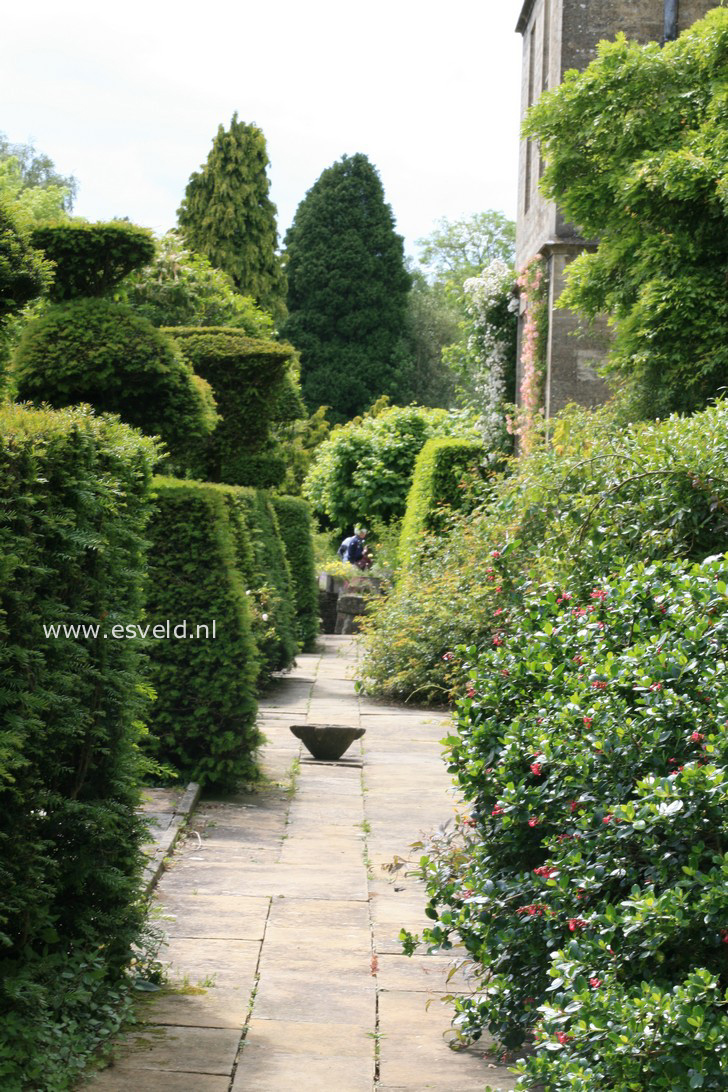 Taxus baccata