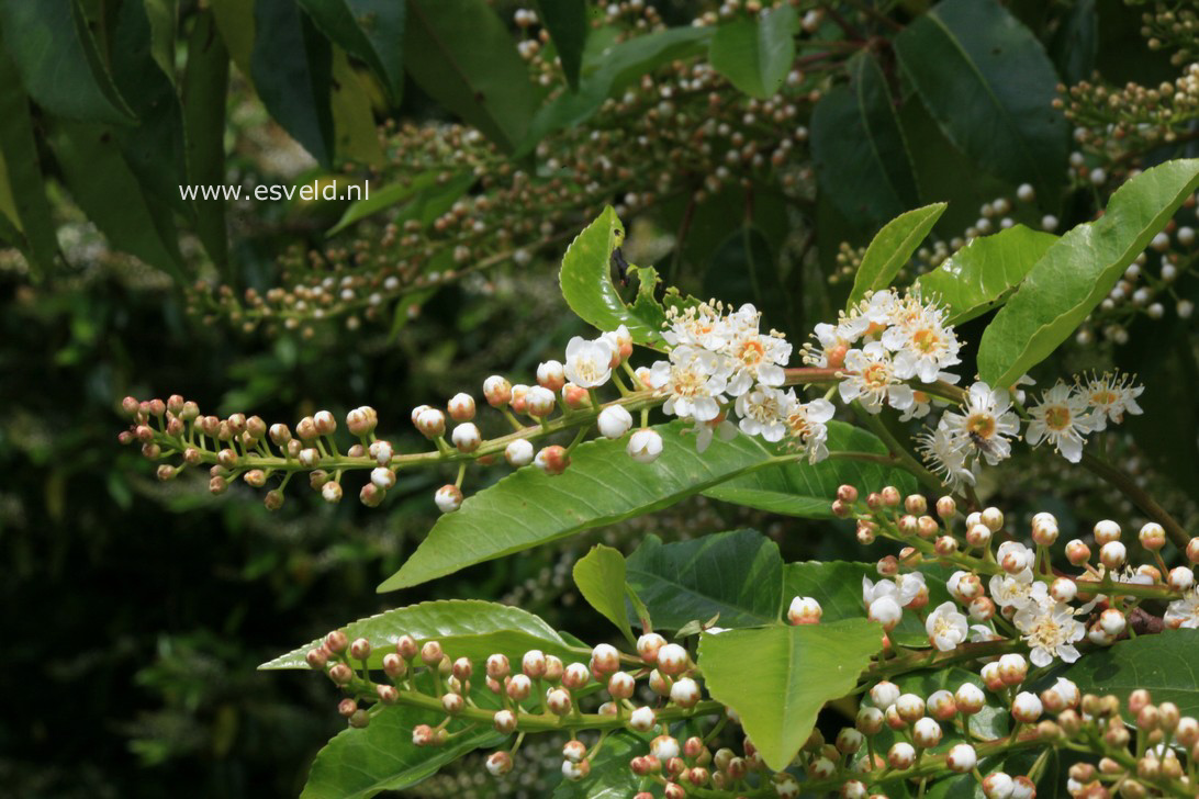 Prunus lusitanica