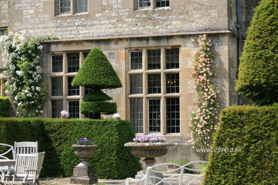 Taxus baccata