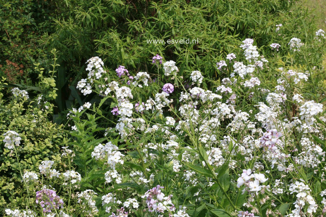 Hesperis matronalis 'Alba'