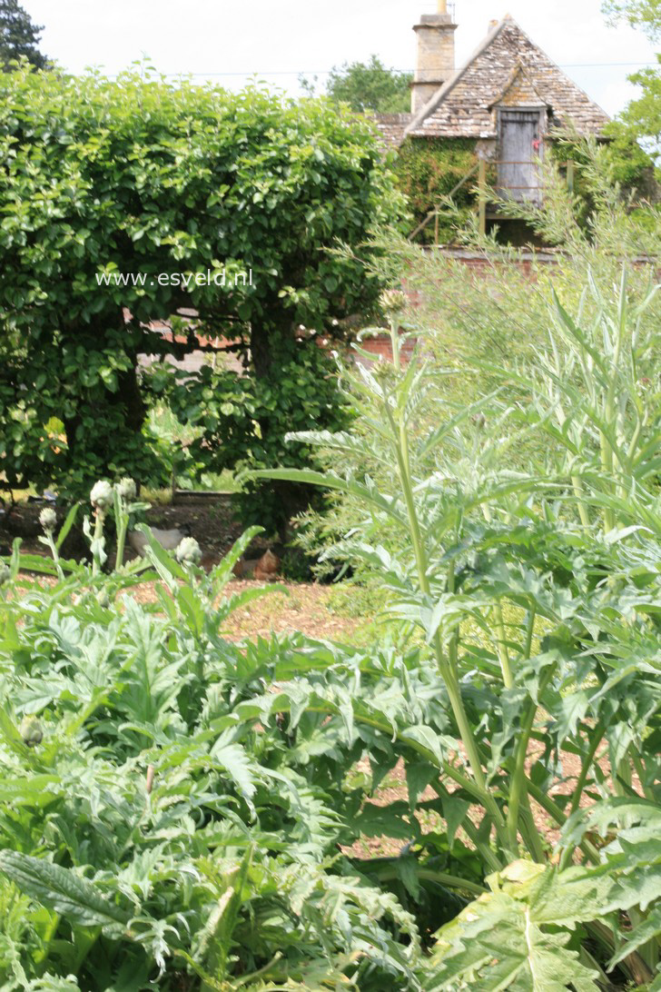 Cynara scolymus