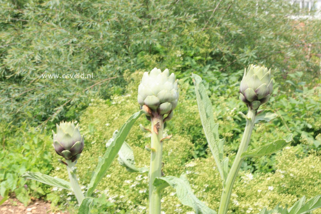 Cynara scolymus