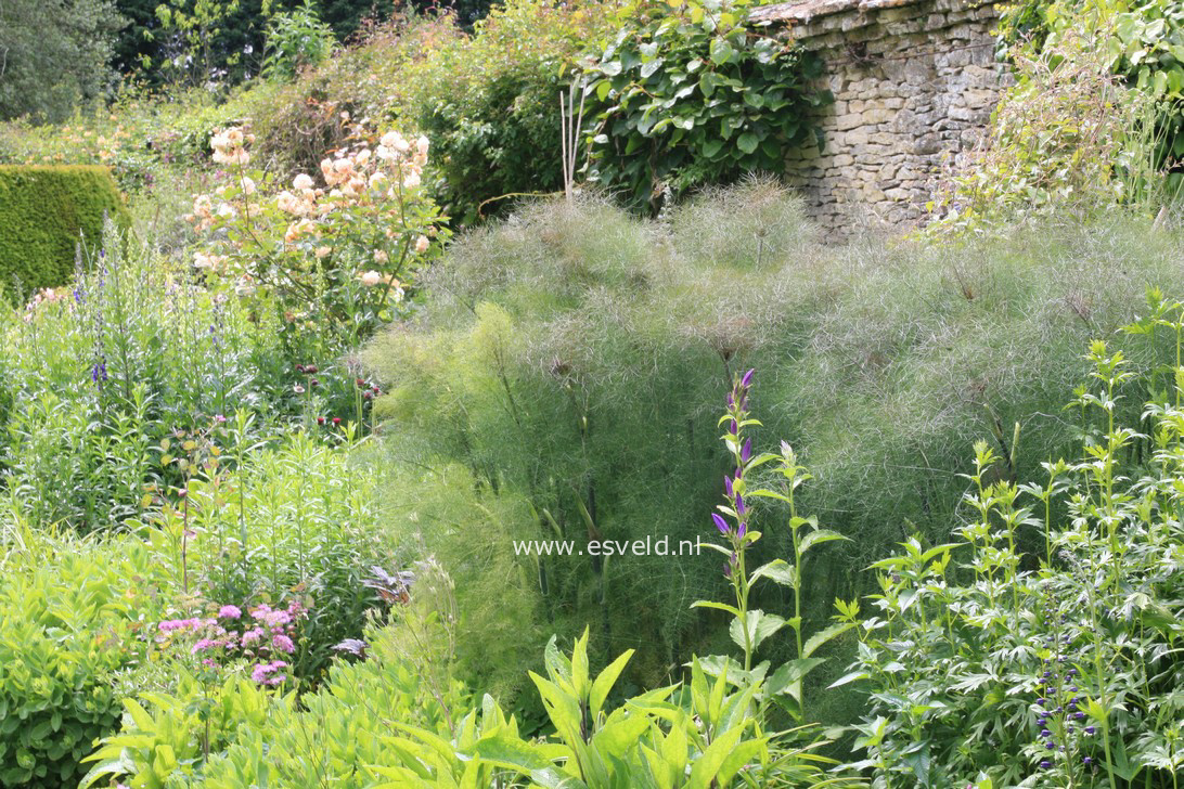 Foeniculum vulgare 'Purpureum'