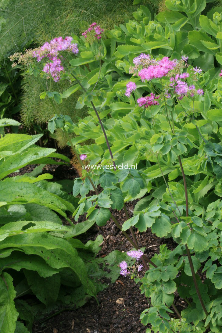 Thalictrum aquilegifolium